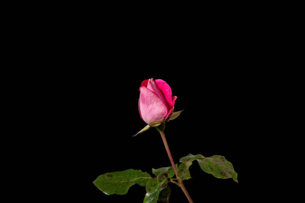 A pink rose bud against a black background