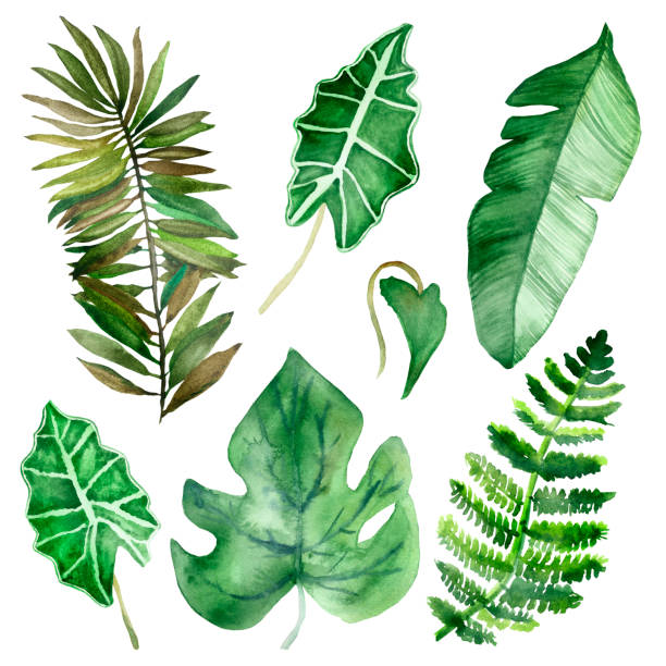 Watercolor hand painted nature set with green different tropical leaves and branches collection isolated on the white background for jungle design elements and summer vibes cards and invitations Watercolor hand painted nature set with green different tropical leaves and branches collection isolated on the white background for jungle design elements and summer vibes cards and invitations tree fern stock illustrations
