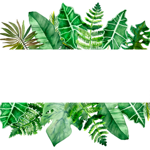Watercolor hand painted nature summer jungle banner frame with different green tropical leaves and branches on the white background for invitations and greeting cards with the space for text Watercolor hand painted nature summer jungle banner frame with different green tropical leaves and branches on the white background for invitations and greeting cards with the space for text tree fern stock illustrations