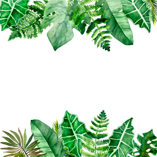 Watercolor hand painted nature jungle border banner frame with green tropical different leaves and branches on the white background for invitations and greeting cards with the space for text Watercolor hand painted nature jungle border banner frame with green tropical different leaves and branches on the white background for invitations and greeting cards with the space for text tree fern stock illustrations