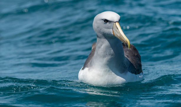 130+ Thalassarche Salvini Foto stock, immagini e fotografie royalty