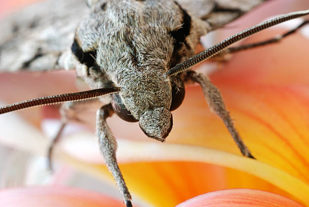 Grey moth on frangipani closeup stock photo