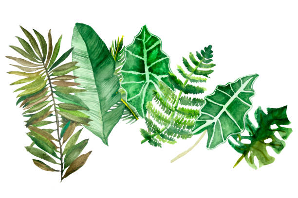 Watercolor hand painted nature eco jungle set composition with green different tropical leaves and branches collection on the white background for trendy design elements and postcards Watercolor hand painted nature eco jungle set composition with green different tropical leaves and branches collection on the white background for trendy design elements and postcards tree fern stock illustrations