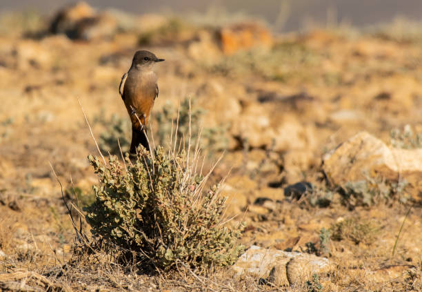 istock A Say's Phoebe Perched on a Sagebrush on a Summer Day 1183441634