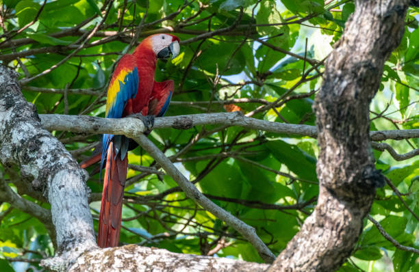 istock A Beautiful Scarlet Macaw Eating in a Tree in Central America 1183441654