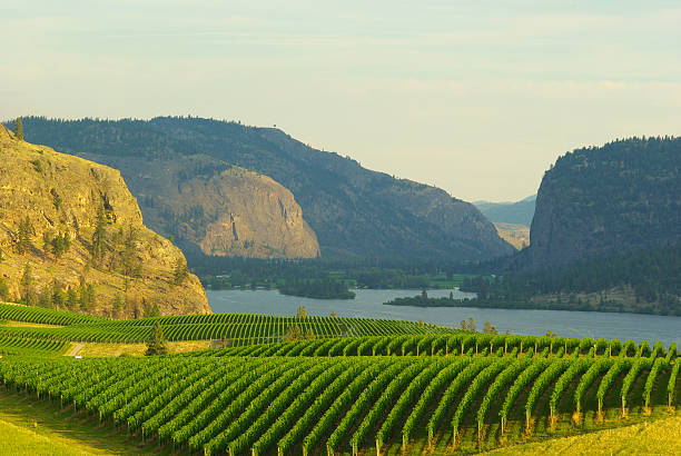 サンセットオンブルーマウンテンのブドウ園 - okanagan valley ストックフォトと画像