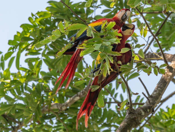 istock Beautiful Scarlet Macaws Perched in a Tree in Central America 1183442202
