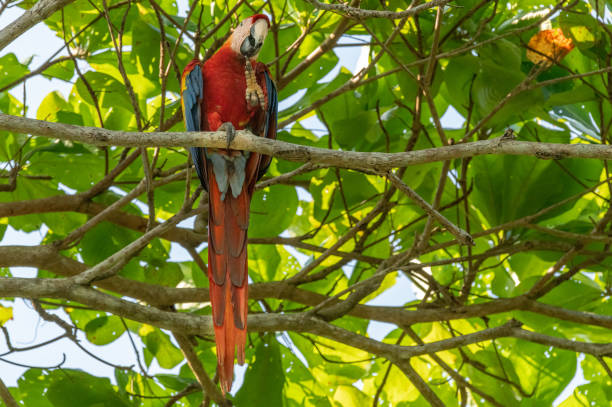istock A Beautiful Scarlet Macaw in a Tree in Central America 1183442298