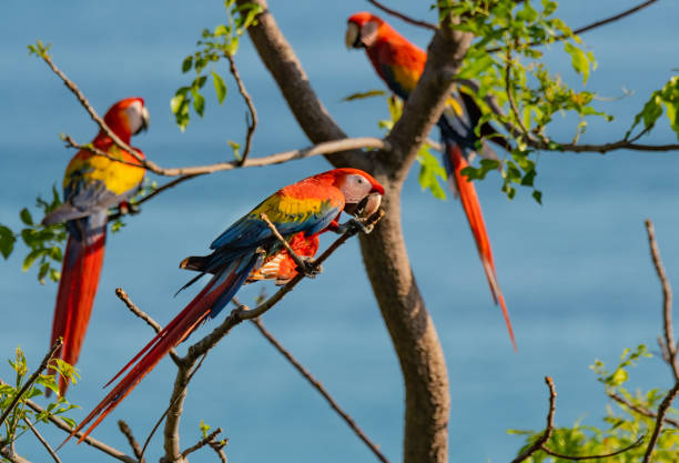 Beautiful Scarlet Macaws Perched in a Tree in Central America Scarlet Macaws Perched in a Tree in the Jungle Canopy scarlet macaw stock pictures, royalty-free photos & images