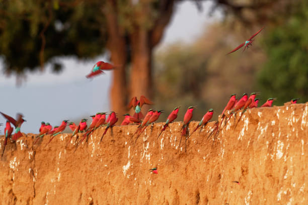 beau oiseau rouge - carmine du sud mangeur d'abeilles - merops nubicus nubicoides volant et s'asseyant sur leur colonie de nidification dans les piscines de mana zimbabwe, afrique. - bee eater colorful bird beautiful bird animal photos et images de collection