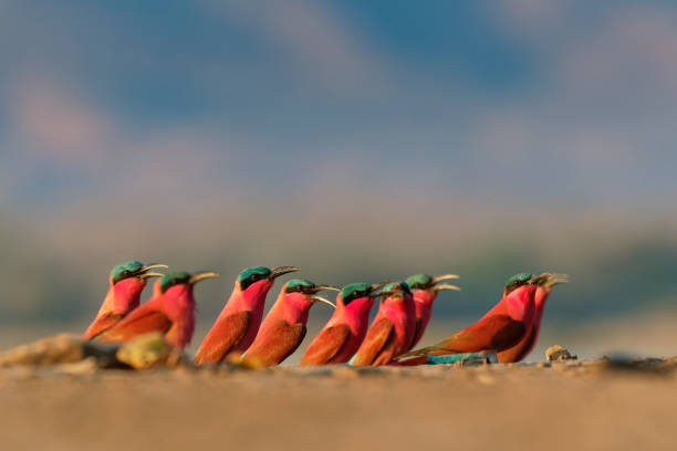 beau oiseau rouge - carmine du sud mangeur d'abeilles - merops nubicus nubicoides volant et s'asseyant sur leur colonie de nidification dans les piscines de mana zimbabwe, afrique. - bee eater colorful bird beautiful bird animal photos et images de collection