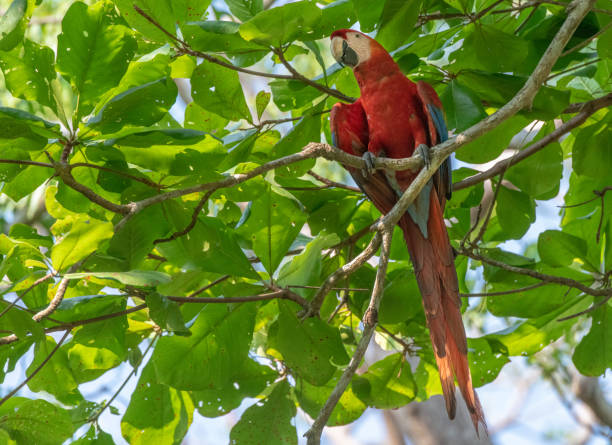 istock A Beautiful Scarlet Macaw Eating in a Tree in Central America 1183442402