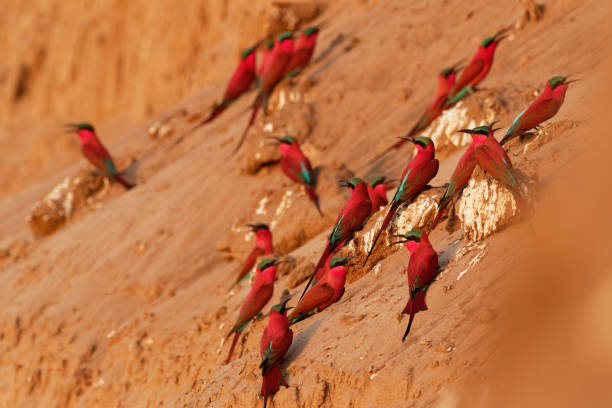 beau oiseau rouge - carmine du sud mangeur d'abeilles - merops nubicus nubicoides volant et s'asseyant sur leur colonie de nidification dans les piscines de mana zimbabwe, afrique. - bee eater colorful bird beautiful bird animal photos et images de collection