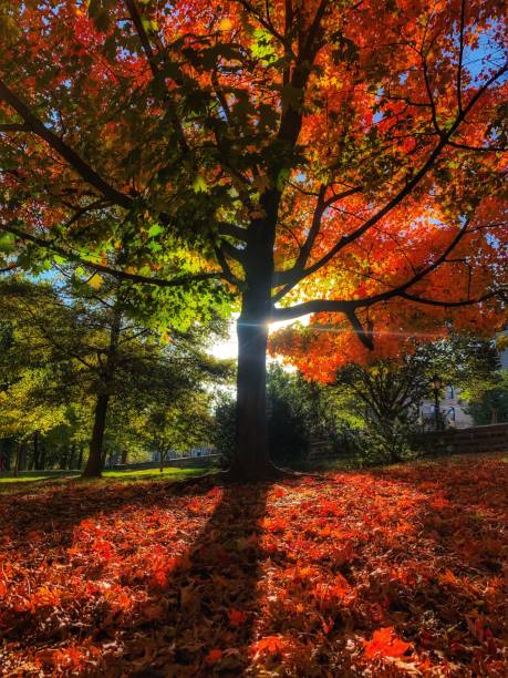 istock Autumn in New York City 1183442738