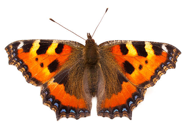 Butterfly isolated on white Small Tortoiseshell Butterfly (Aglais urticae) on white background (clipping path included) small tortoiseshell butterfly stock pictures, royalty-free photos & images