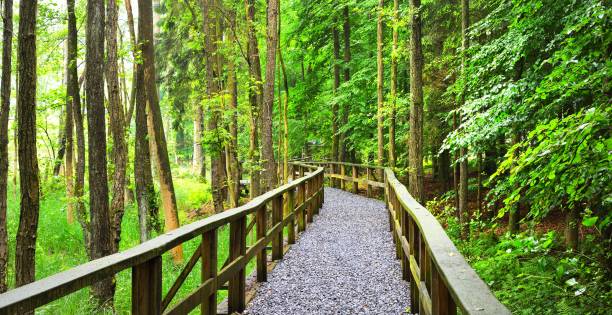 A path through green beech forest with mist, Herford, Germany
