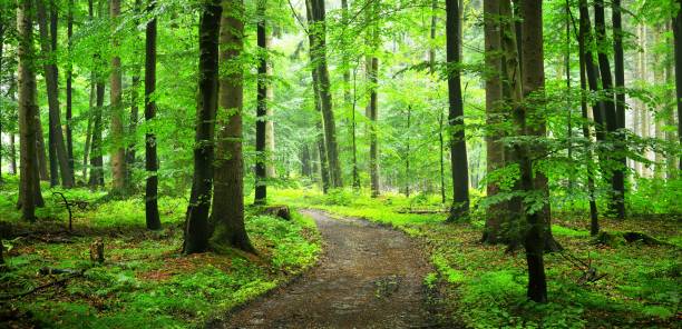 a path through green beech forest with mist, herford, germany - herford imagens e fotografias de stock