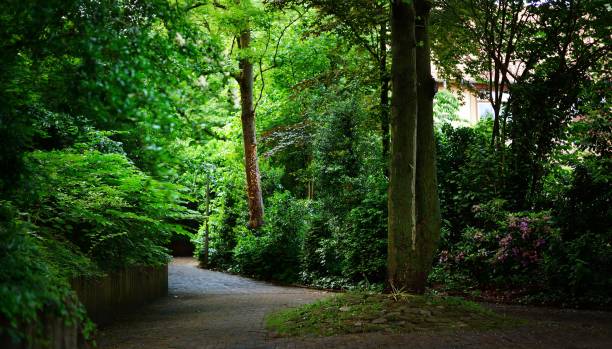 a quiet cobbled street with trees and bushes in herford germany - herford imagens e fotografias de stock
