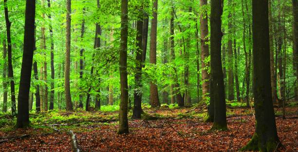 dark beech forest with fallen leaves on the ground in mist, herford, germany - herford imagens e fotografias de stock