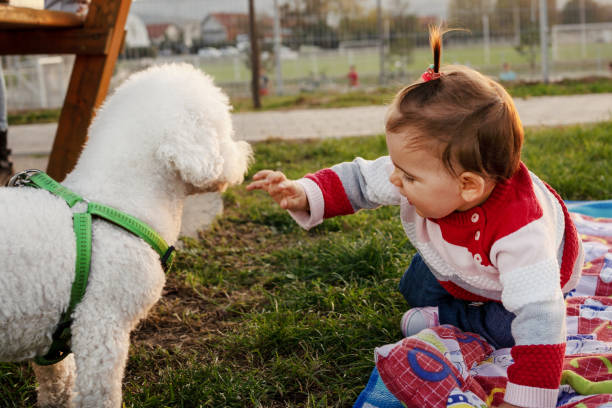 istock Little girl with poodle dog 1183446333