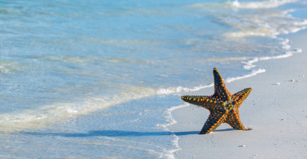 istock Starfish on the beach at sunrise 1183446342