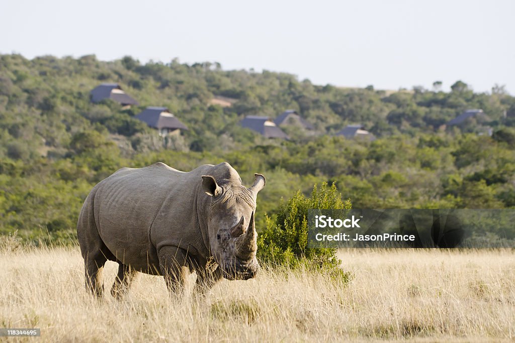 Rinoceronte bianco grande - Foto stock royalty-free di Ambientazione esterna