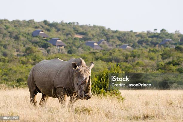Rinoceronte Bianco Grande - Fotografie stock e altre immagini di Ambientazione esterna - Ambientazione esterna, Animale, Animale da safari