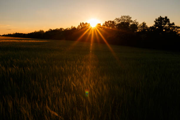 istock Green rising wheat field in the bright sunset 1183447385