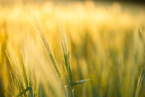 istock Green rising wheat field in the bright sunset 1183447395