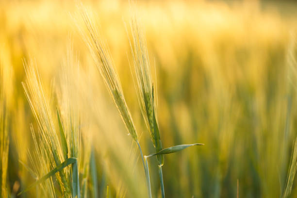 istock Green rising wheat field in the bright sunset 1183447401