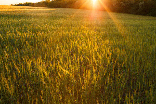 istock Green rising wheat field in the bright sunset 1183447428