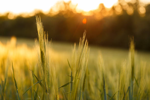 istock Green rising wheat field in the bright sunset 1183447449