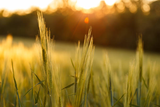 istock Green rising wheat field in the bright sunset 1183447458
