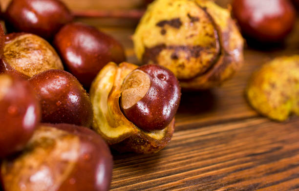 frutti di castagno su un tavolo di legno bagnato - chestnut sweet food yellow group of objects foto e immagini stock