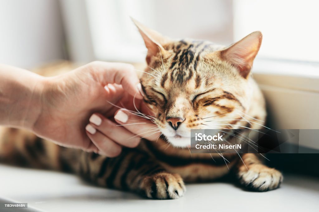 Happy Bengal cat loves being stroked by woman's hand Happy Bengal cat loves being stroked by woman's hand under chin. Lying relaxed on window sill and smiling Domestic Cat Stock Photo