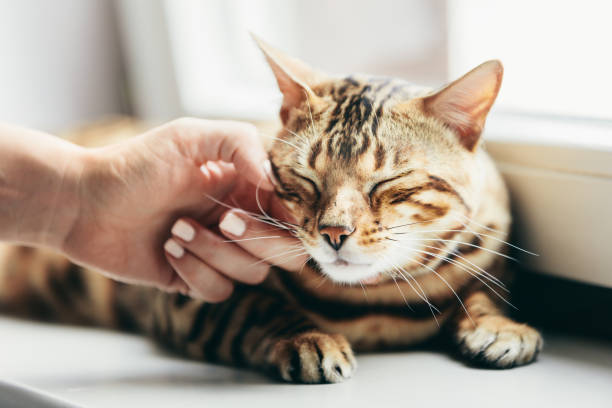 Happy Bengal cat loves being stroked by woman's hand Happy Bengal cat loves being stroked by woman's hand under chin. Lying relaxed on window sill and smiling bengal cat purebred cat photos stock pictures, royalty-free photos & images
