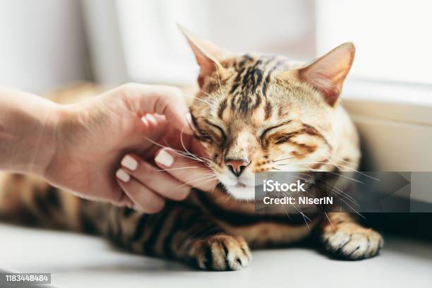 Happy Bengal Cat Loves Being Stroked By Womans Hand Stock Photo - Download Image Now