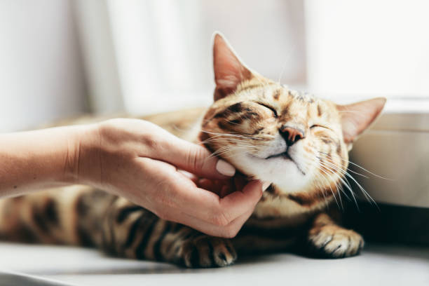 istock Happy Bengal cat loves being stroked by woman's hand 1183448486