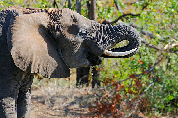 Elephant seen in South Africa stock photo