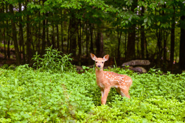 cervo fawn nella foresta delle montagne catskill in new york state usa - fawn foto e immagini stock