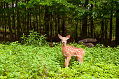 Deer Fawn in the Forest of the Catskill Mountains in New York State USA