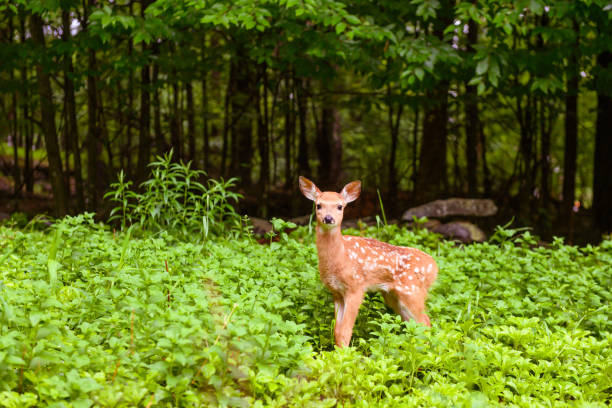 cervos fawn na floresta das montanhas de catskill no estado de new york eua - cria de enho - fotografias e filmes do acervo