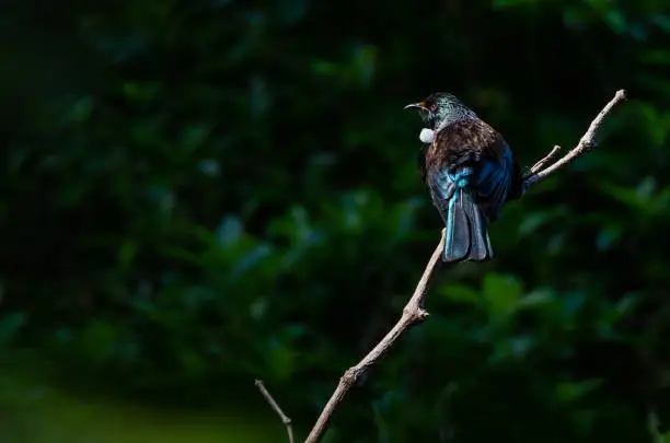 A Beautiful Tui Showing Off Its White Neck Feathers and Iridescent Feathers