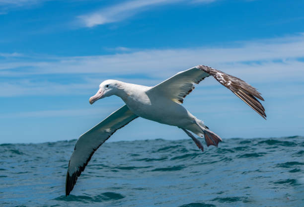 a massive wondering albatross gliding close to the ocean surface - albatross imagens e fotografias de stock