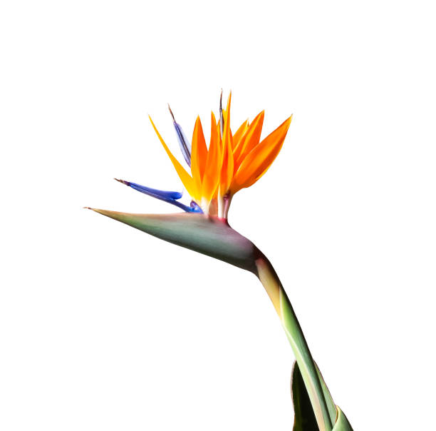 brightly colored bird of paradise flower close up on a white background