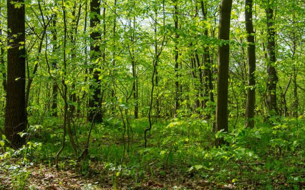 istock Forest trees. nature green wood sunlight backgrounds 1183453196