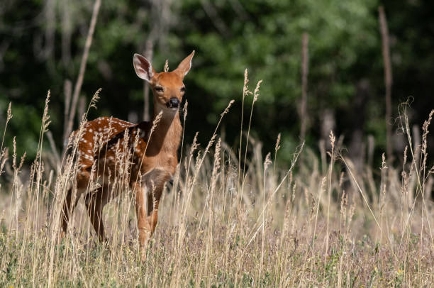 istock A Baby White-tailed Deer Fawn in a Meadow 1183453313