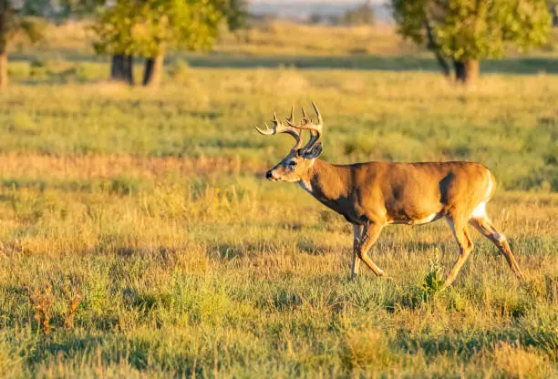 A Handsome White-tailed Deer Buck on a Brisk Autumn Morning