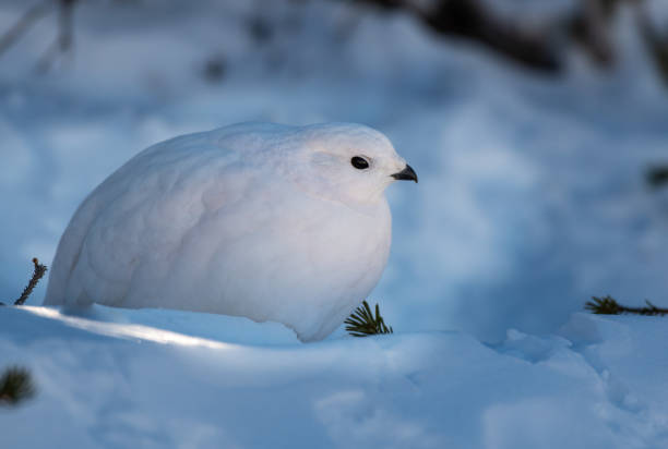 istock White-tailed Ptarmigan in Winter 1183456722