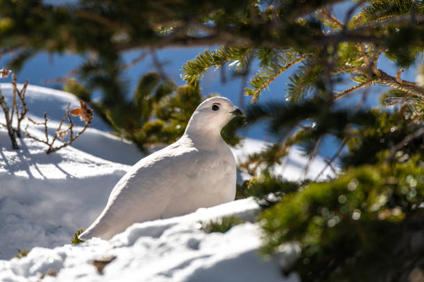 istock White-tailed Ptarmigan in Winter 1183456747